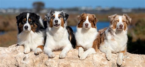 aussiesmeet|Australian Shepherd groups